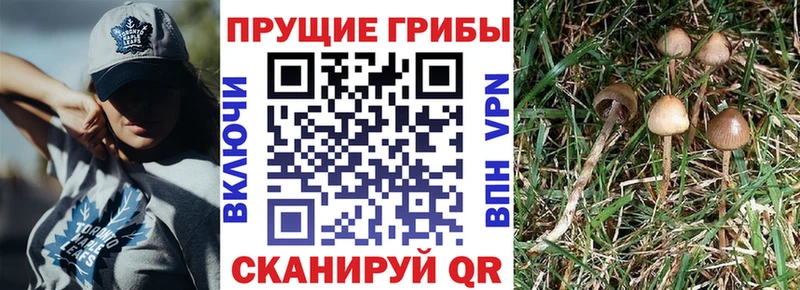 Псилоцибиновые грибы Magic Shrooms  ссылка на мегу ссылки  Ногинск  даркнет клад  магазин продажи наркотиков 